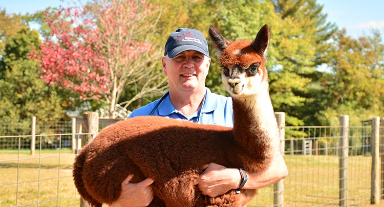 Alpaca Veterinary Care in Connecticut and West Massachusetts