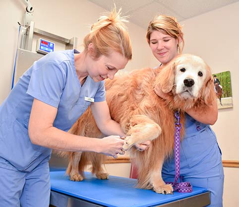 canine-wellness-care