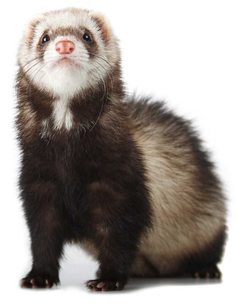 ferret-vet