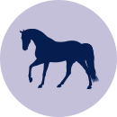 Veterinary Care for Horses