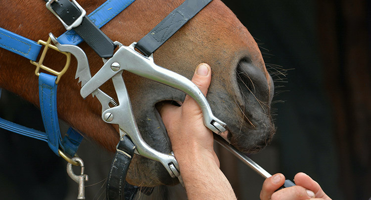 equine-dental-care-25