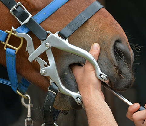 Equine Dental Care in Granby, CT