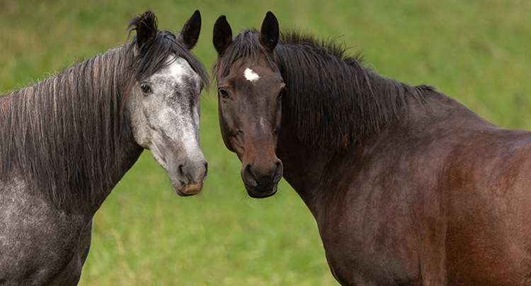 Frequently Asked Questions About Equine Health