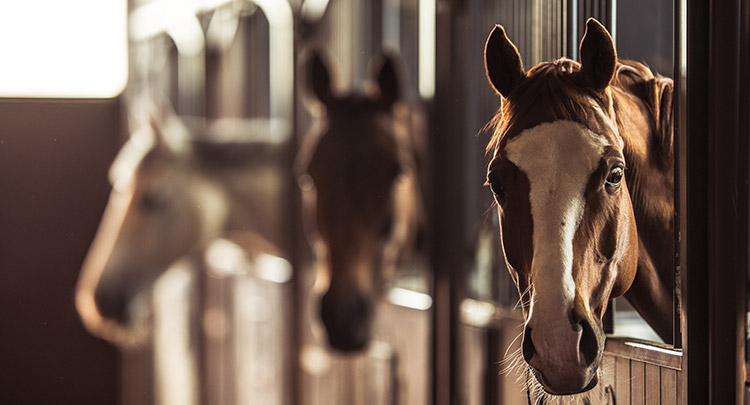 Equine Health Certificates in Granby, CT