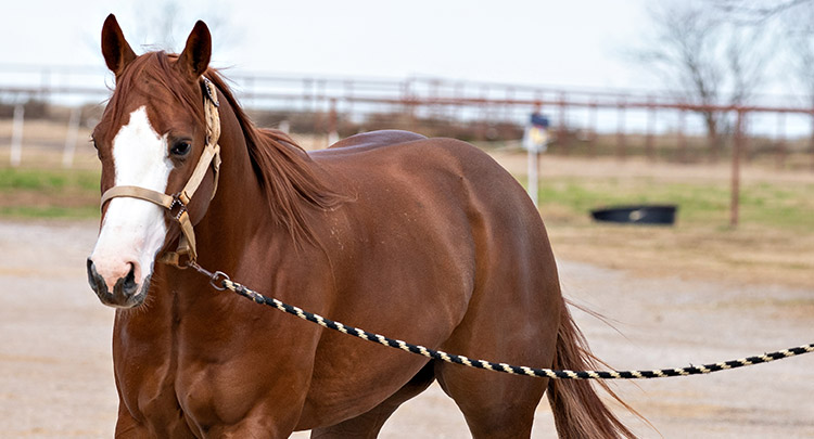 Equine Lameness Exams at Salmonbrook Veterinary Hospital in Granby, CT