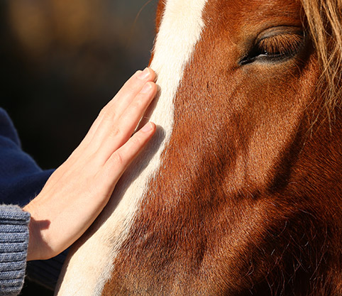 equine-wellness-25