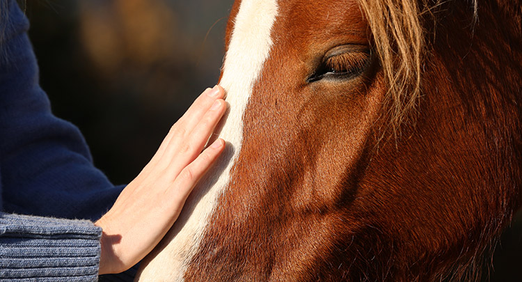 Equine Health Care in Connecticut and West Massachusetts