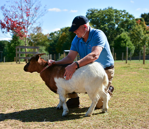 goat-veterinary-care