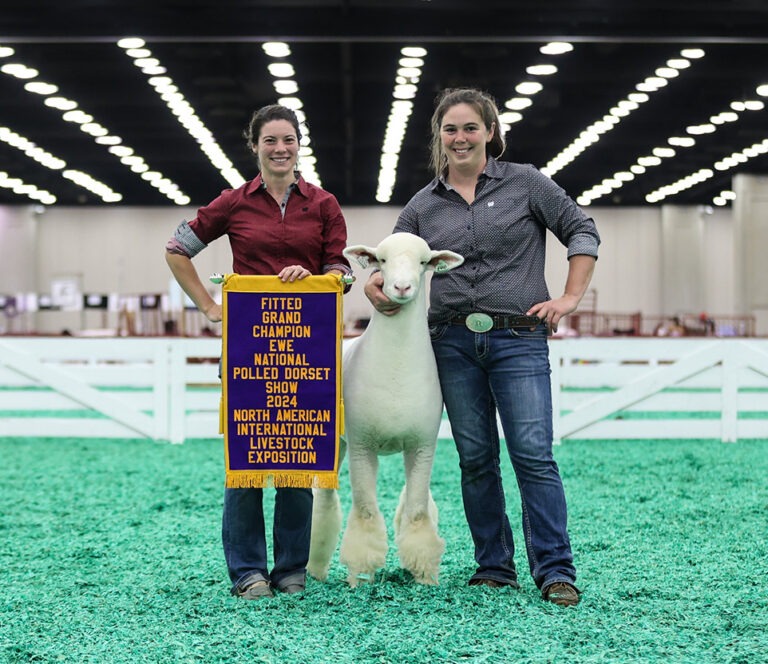 sheep-veterinarian-connecticut