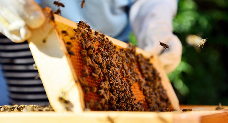 Bee Services at Salmon Brook Veterinary Hospital in CT