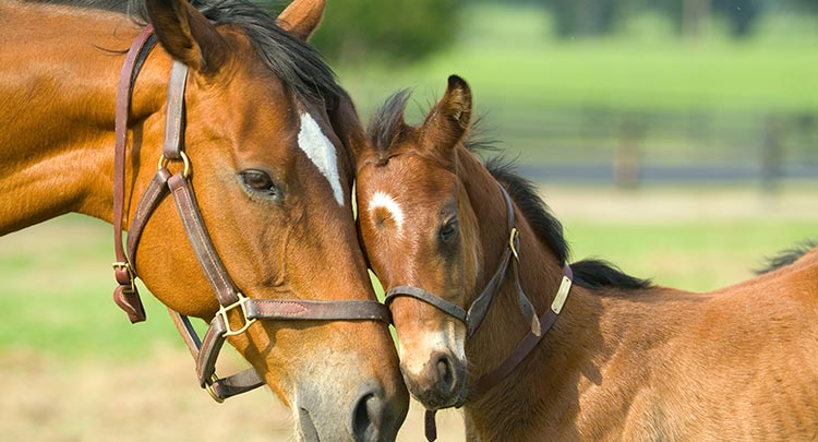 Equine Reproductive Services